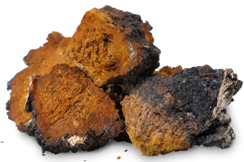 桦褐孔菌 桦褐孔菌