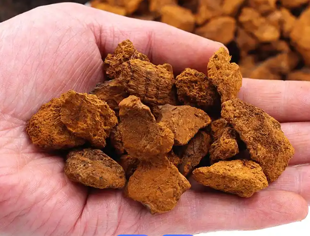 白桦茸茶文化探源：从传统饮用习俗到现代养生之道