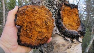 白桦茸的形态特征：教你一眼识别天然白桦茸