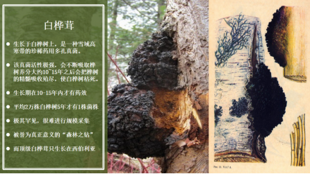 白桦茸